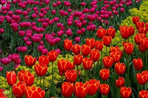Tulpen-Festilval von Karaj 2025