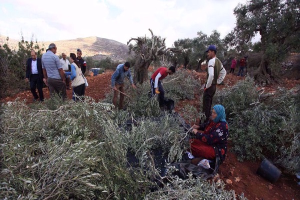 Olive trees chopped down by Israeli settlers in Palestine
