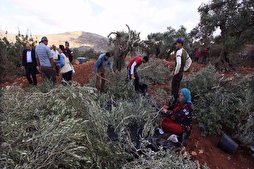 Zionist Settlers Chop Down 400 Olive Trees in Occupied West Bank Village