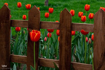 Photos: 2025 Tulip Festival of Karaj