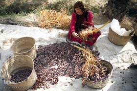 برداشت خرما از نخلستان‌های شادگان