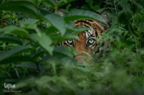 ببر گونه‌ای در خطر انقراض