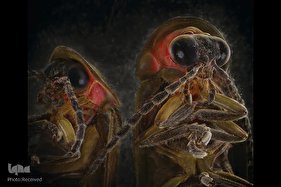 حشرات از نمای نزدیک