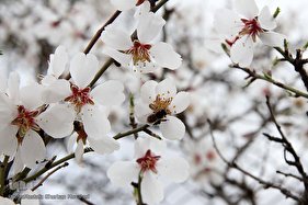 شکوفه‌های بهاری در اهر