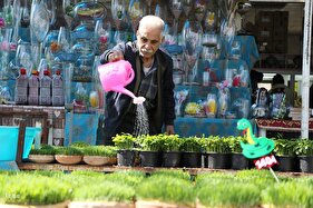 بازار گل شیراز‎‎ در آستانه سال نو