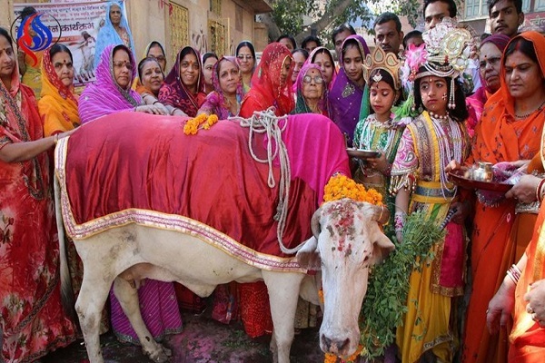 ترویج خشونت علیه مسلمانان هندی توسط گروه «نگهبانان گاوها»