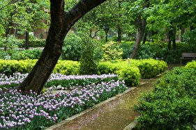 آواز بهاری لاله‌ها در پایتخت