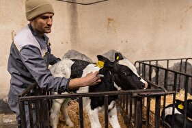 خودکفایی در تولید شیر و دامپروری