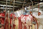 AVS suspend ses activités dans un abattoir à Meaux