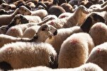 Les musulmans de France appelés à boycotter le sacrifice de l'Aïd al-Adha