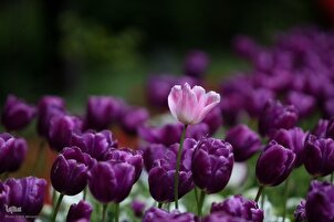 په پلازمینې کې د پسري ګلانو وږمه او خوشبوي