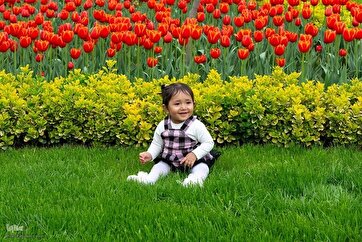 Fotos: Festival de Tulipas de Karaj 2025