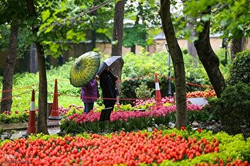 Tulipas sob a Chuva de Primavera