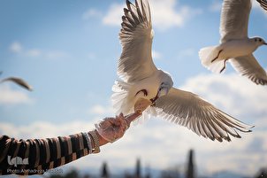 Şiraz martılara evsahipliği yapıyor